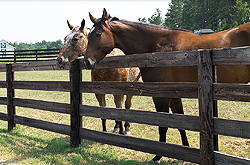 Two of our curious local equine residents, Rick and Socks peer over a fence on a warm summer afternoon