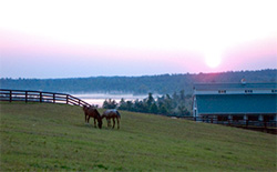 Grazing horses at sunrise on a hillside overlooking both our lake and the McLendon Hills Equestrian Center