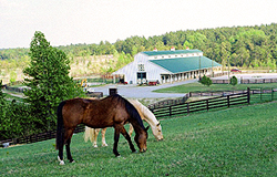 A peaceful view of horses grazing on a hillside overlooking the McLendon Hills Equestrian Center
