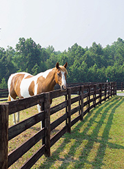 The equestrian community thrives in Moore County, NC